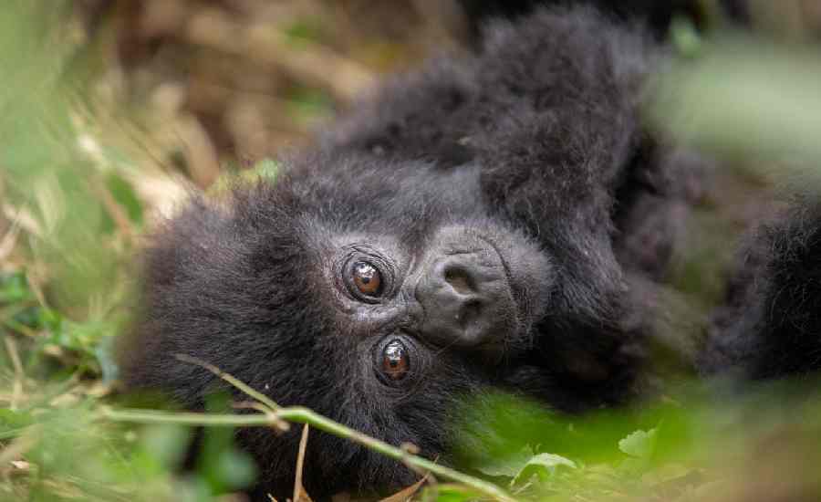 Kwita Izina baby gorilla naming ceremony Rwanda. PHOTO RDB