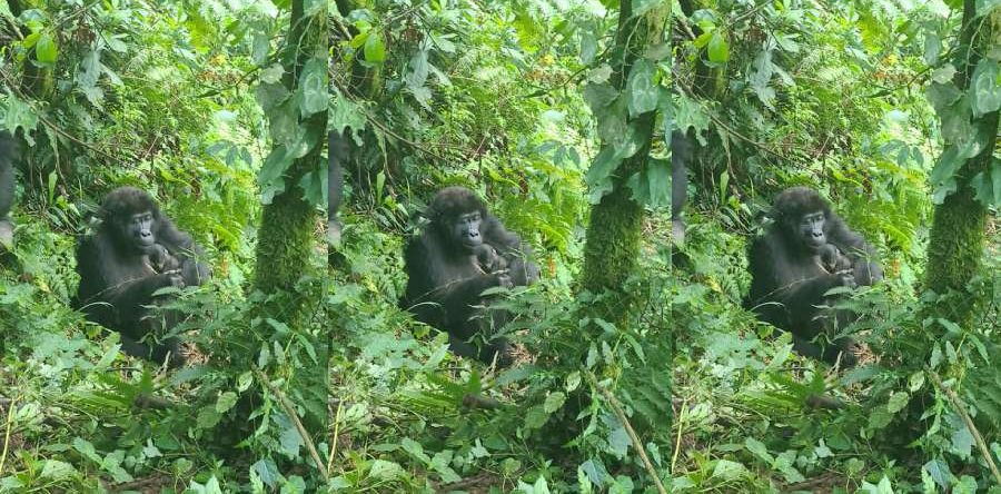 baby Bikingi Mountain Gorilla Family. Brian Nvuyekure Feb 2024 Uganda Wildlife Authority