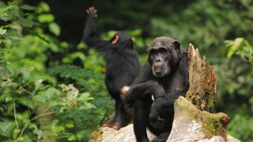 Abacus African Vacations Uganda chimpanzee