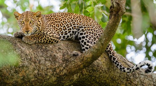 Abacus African Vacations Uganda leopard