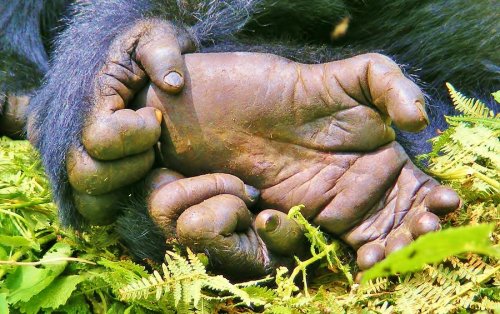 Abacus African Vacations Uganda mountain gorilla foot