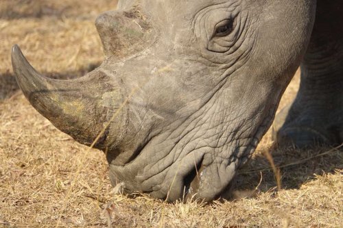 Abacus African Vacations Uganda rhino