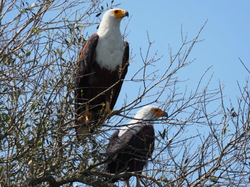 African Fish Eagles. F&M Adventure Safaris Uganda