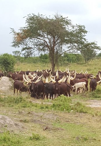 Ankole cattle. Safari Vacations and Travel Services Uganda