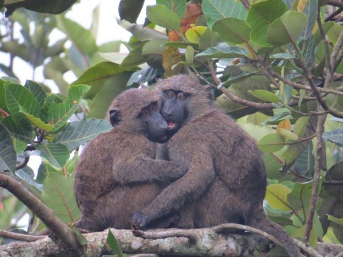 Baboons hug. Bigodi Wetlands Sanctuary KAFRED Kibale 