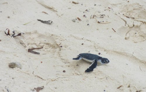 Baby green turtles released Mombasa Serena Resort, Kenya. Charlotte Beauvoisin Diary of a Muzungu
