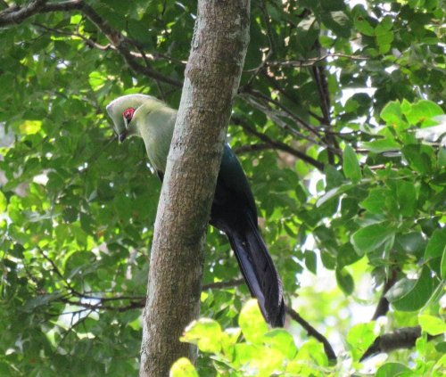 Bigodi Wetlands Sanctuary KAFRED swamp walk Uganda