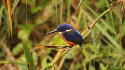 Malachite Kingfisher. Bigodi Wetlands Sanctuary KAFRED swamp walk. PHOTO Nick Byaba