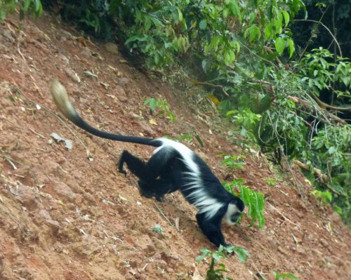 Black and White Colobus Monkey, Kibale Forest. Uganda. Diary of a Muzungu