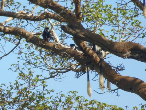 Black and White Colobus Monkeys. Sunbird Hill Kibale Forest edge