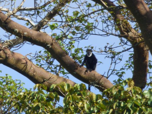 Black and White Colobus Monkey, Sunbird Hill Kibale Forest edge