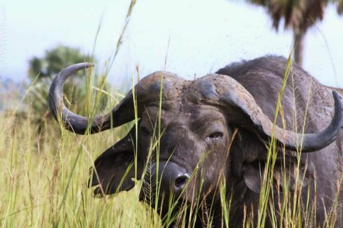 Buffalo Murchison Falls. MuAfrika Adventures