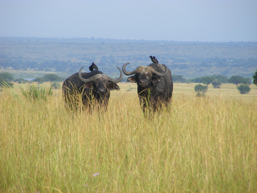 Cape Buffalo Murchison Falls safari Uganda