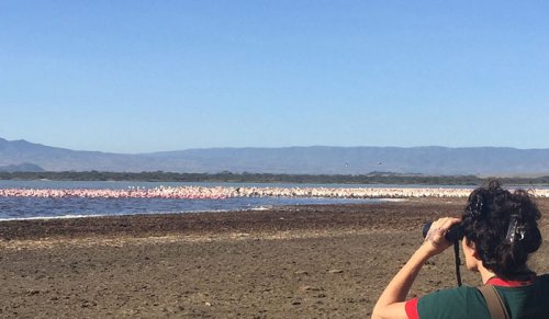Charlotte Beauvoisin, Diary of a Muzungu. Lake Elmenteita Serena Camp flamingo watching