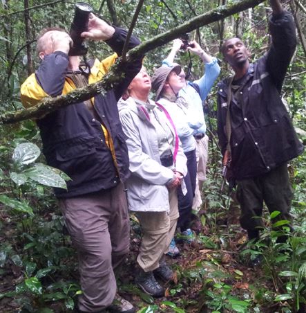 Chimpanzee tracking Kanyanchu Kibale Uganda