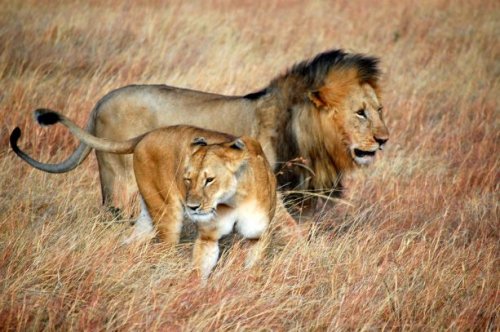 EBS Tours and Safaris Uganda. Lions. Tailor-made packages