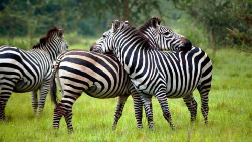 EBS Tours and Safaris Uganda. Zebra. Tailor-made packages