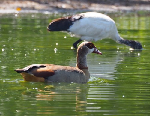 Egyptian geese. F&M Adventure Safaris Uganda