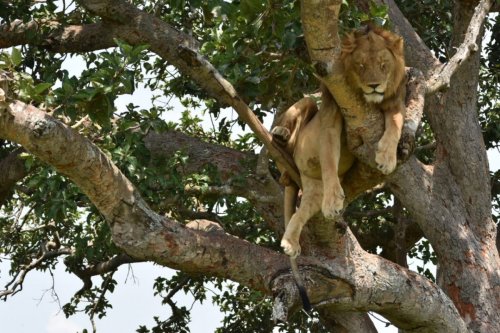 Emerald of Africa Safaris, Uganda (11)