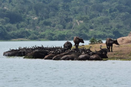 Emerald of Africa Safaris, Uganda (2)