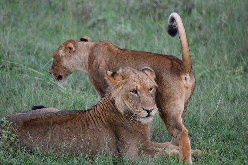 Emerald of Africa Safaris, Uganda (22)