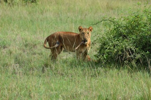 Emerald of Africa Safaris, Uganda (25)