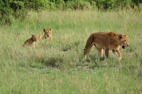 Emerald of Africa Safaris, Uganda (6)