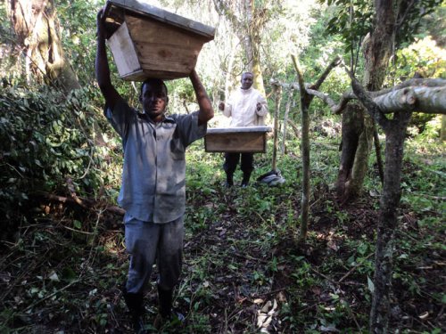 Farmer carries beehive. Beekeeping tourism Kibale Forest Uganda. George Owoyesigire UWA