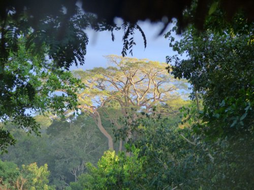 Ficus mucuso tree. Kibale Forest Uganda. Charlotte Beauvoisin