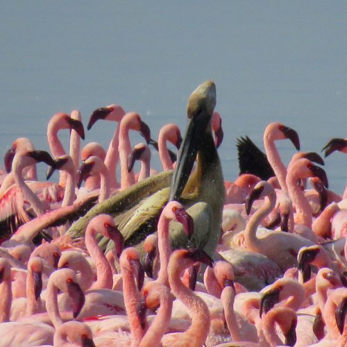Flamingos, pelican. Soysambu Conservancy Rift Valley Kenya. CREDIT Henry Sanoe