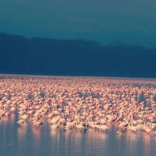Flamingos. Soysambu Conservancy Rift Valley Kenya. CREDIT Henry Sanoe