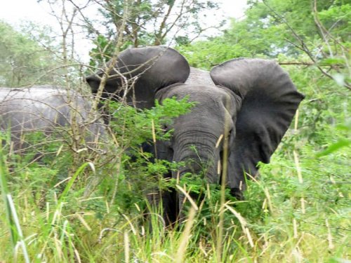 Forest elephants Semliki Safari Lodge Uganda. Diary of a Muzungu