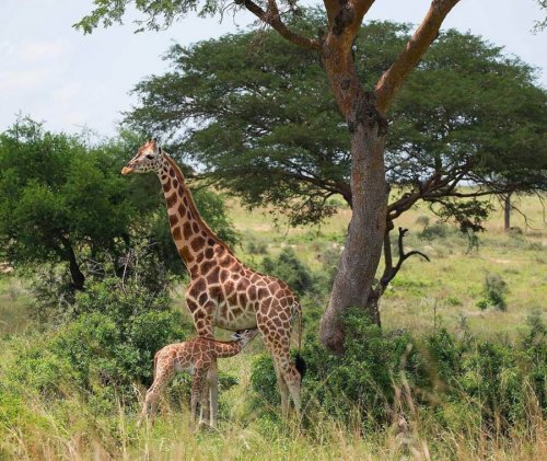 Giraffe. MuAfrika Adventures