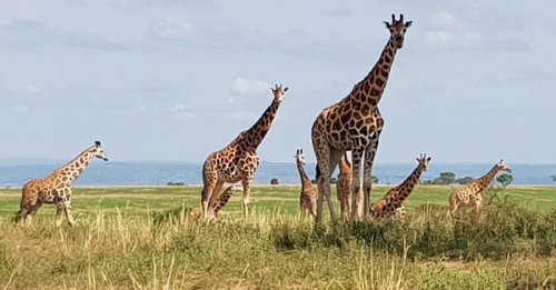 Giraffes Murchison Falls. MuAfrika Adventures