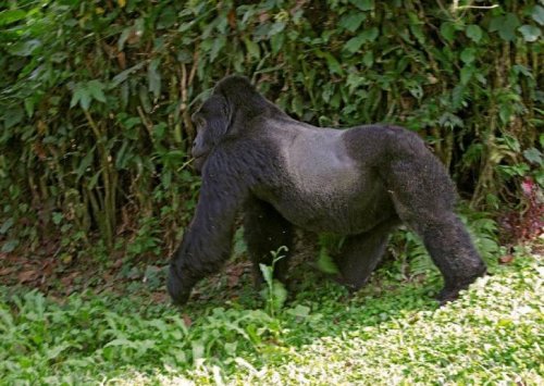 Gorillas visit Buhoma Lodge, Bwindi Uganda 