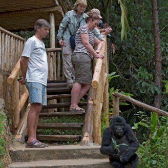 Gorillas visit Buhoma Lodge, Bwindi Uganda 