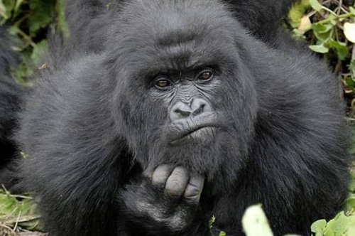 Gorillas visit Buhoma Lodge, Bwindi Uganda