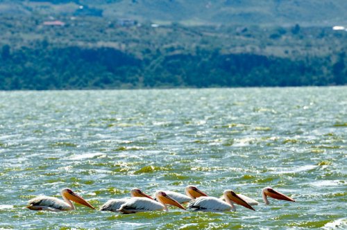 Great White Pelicans. Lake Elmenteita Serena Camp. Soysambu Conservancy