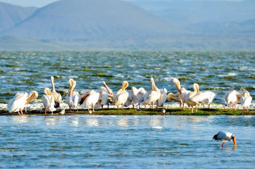 Great White Pelicans. birdwatching Kenya. Lake Elmenteita Serena Camp. Soysambu