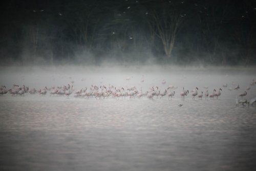 Greater Flamingos. Lake Elmenteita Serena Camp. Soysambu Conservancy Kenya