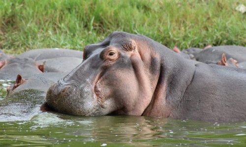 Hippos. MuAfrika Adventures Uganda