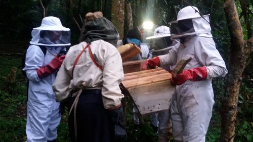 Honey harvesting Kibale Forest beekeeping. George Owoyesigire