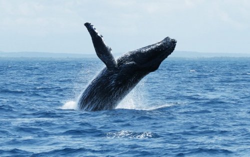 Humpbank whale. Watamu Marine Association Kenya whale watching