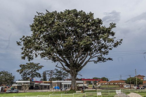 Independence Tree, Entebbe. Cross-Cultural Foundation of Uganda CCFU