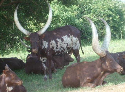 Indigenous Ankole cattle. Uganda. George Owoyesigire