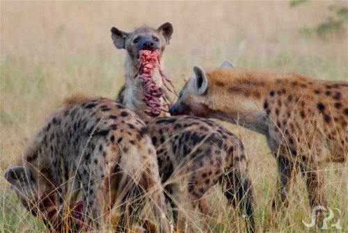 Ishasha Wilderness Camp hyenas feeding. Queen Elizabeth safari Uganda