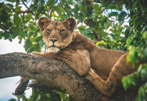 Ishasha Wilderness Camp. tree-climbing lion Uganda safari