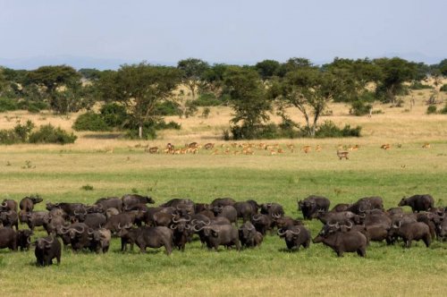 Buffalo herd. Ishasha sector Queen Elizabeth National Park, Uganda