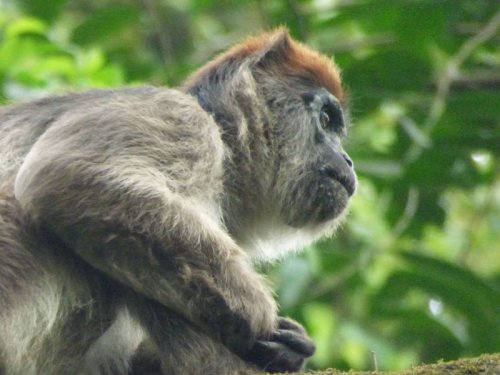 Kanyawara Red Colobus Monkey. Kibale. Diary of a Muzungu. Charlotte Beauvoisin