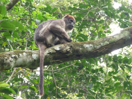 Kanyawara Red Colobus Monkey. Kibale. Diary of a Muzungu